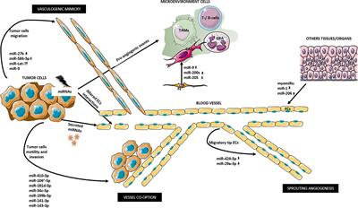 Frontiers | MicroRNAs Biogenesis, Functions And Role In Tumor Angiogenesis